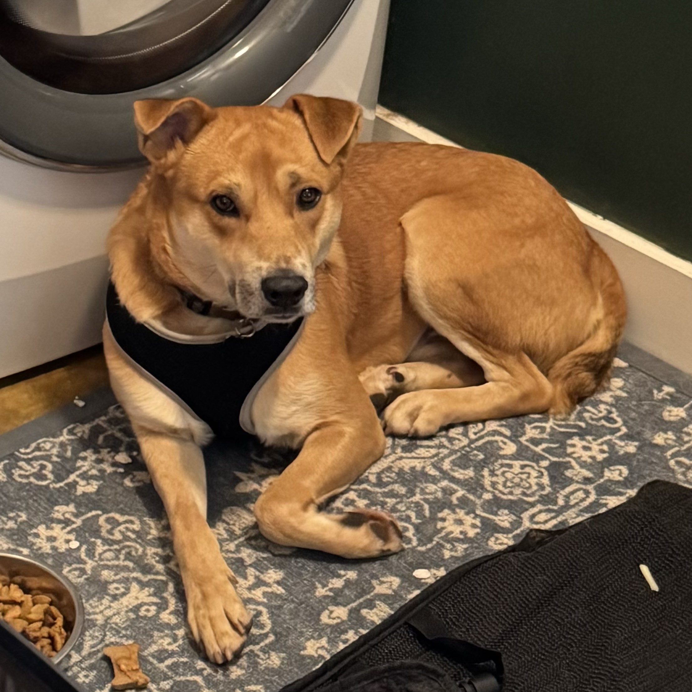 Exide, a Adoptable mixed breed in New York, NY image 6/6