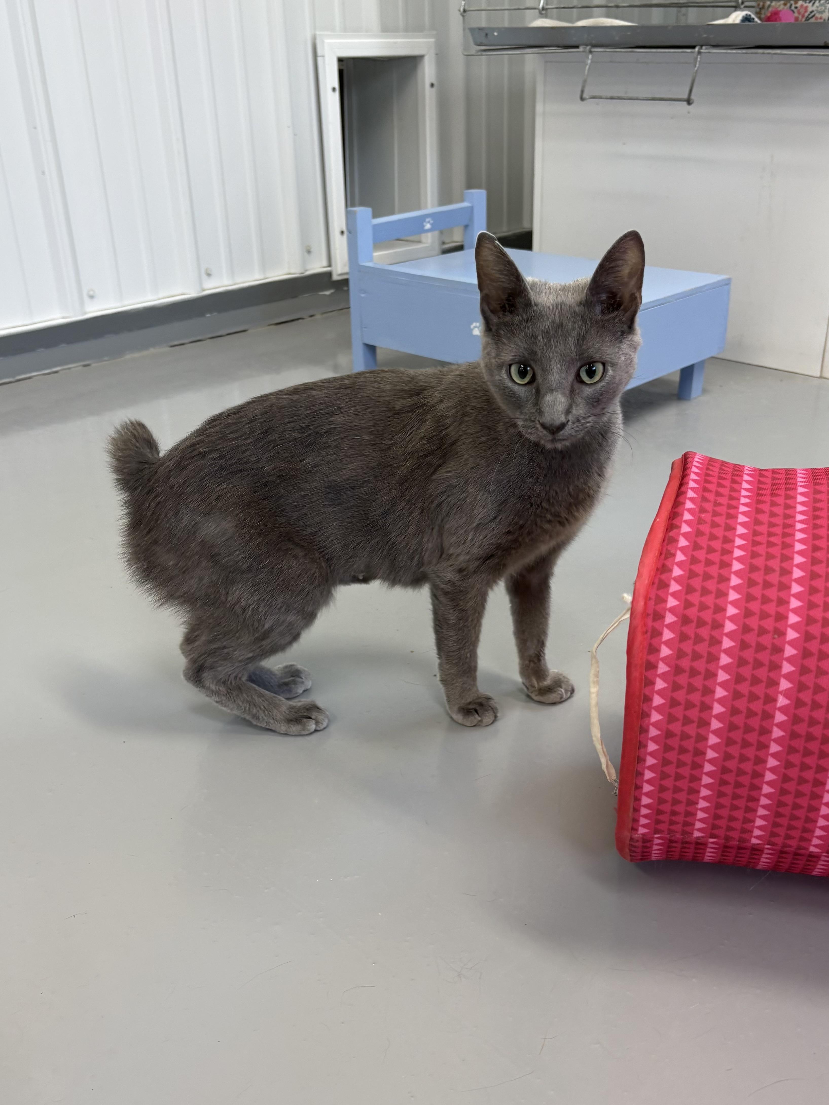 Enlarge Willow, an adopted American Bobtail in Big Rapids, MI image 1/3