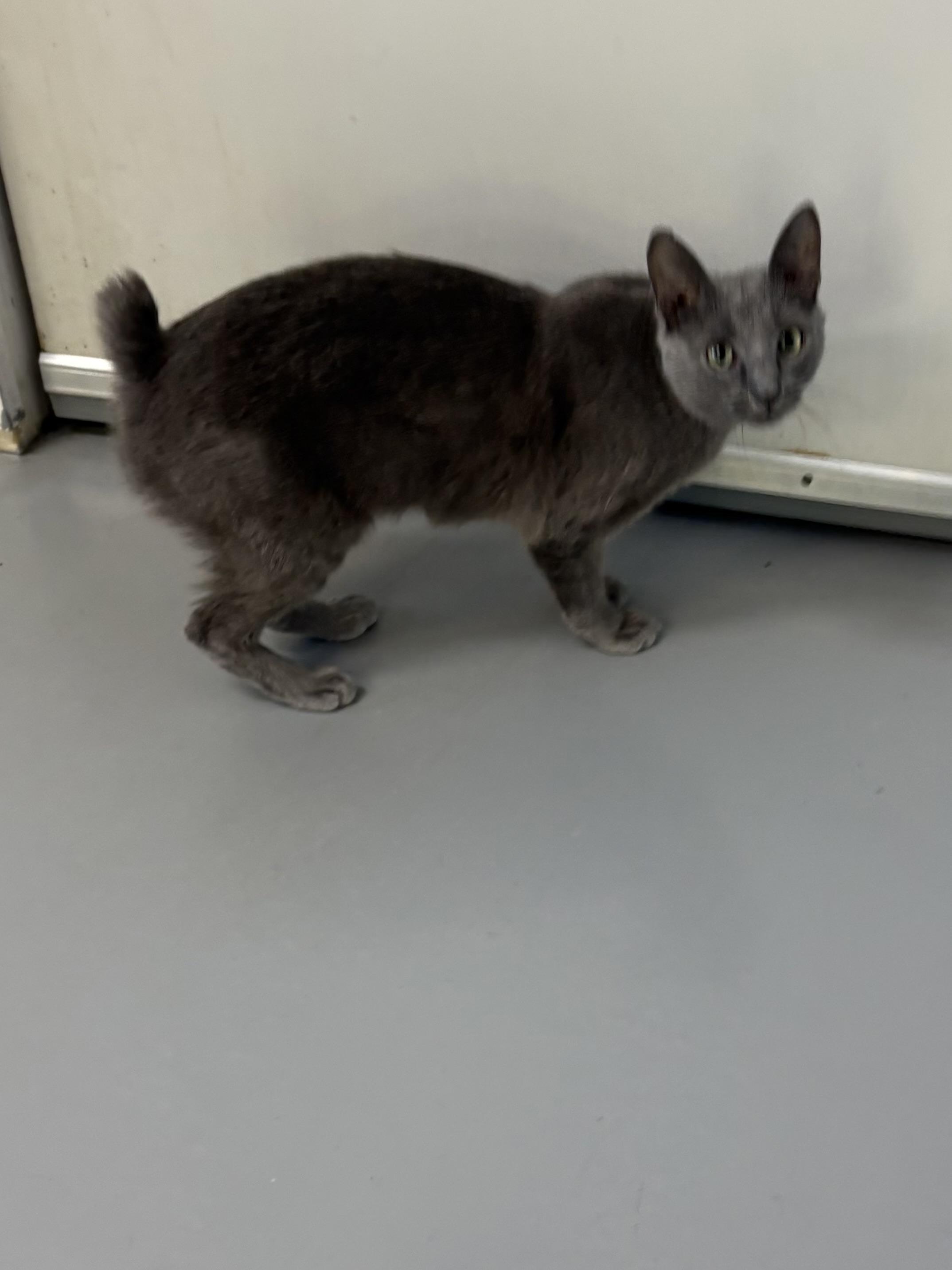 Enlarge Willow, an adopted American Bobtail in Big Rapids, MI image 2/3