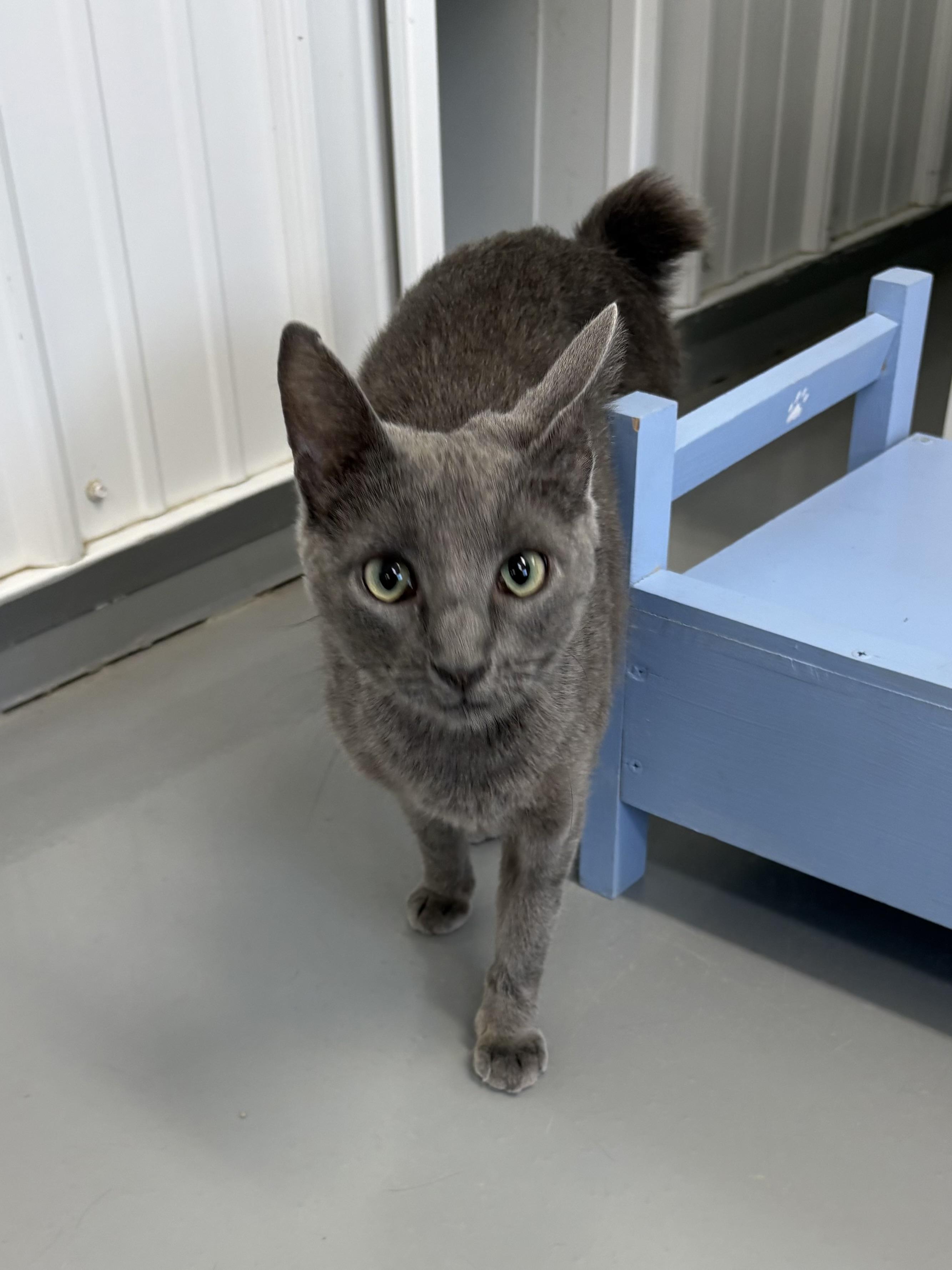 Enlarge Willow, an adopted American Bobtail in Big Rapids, MI image 3/3