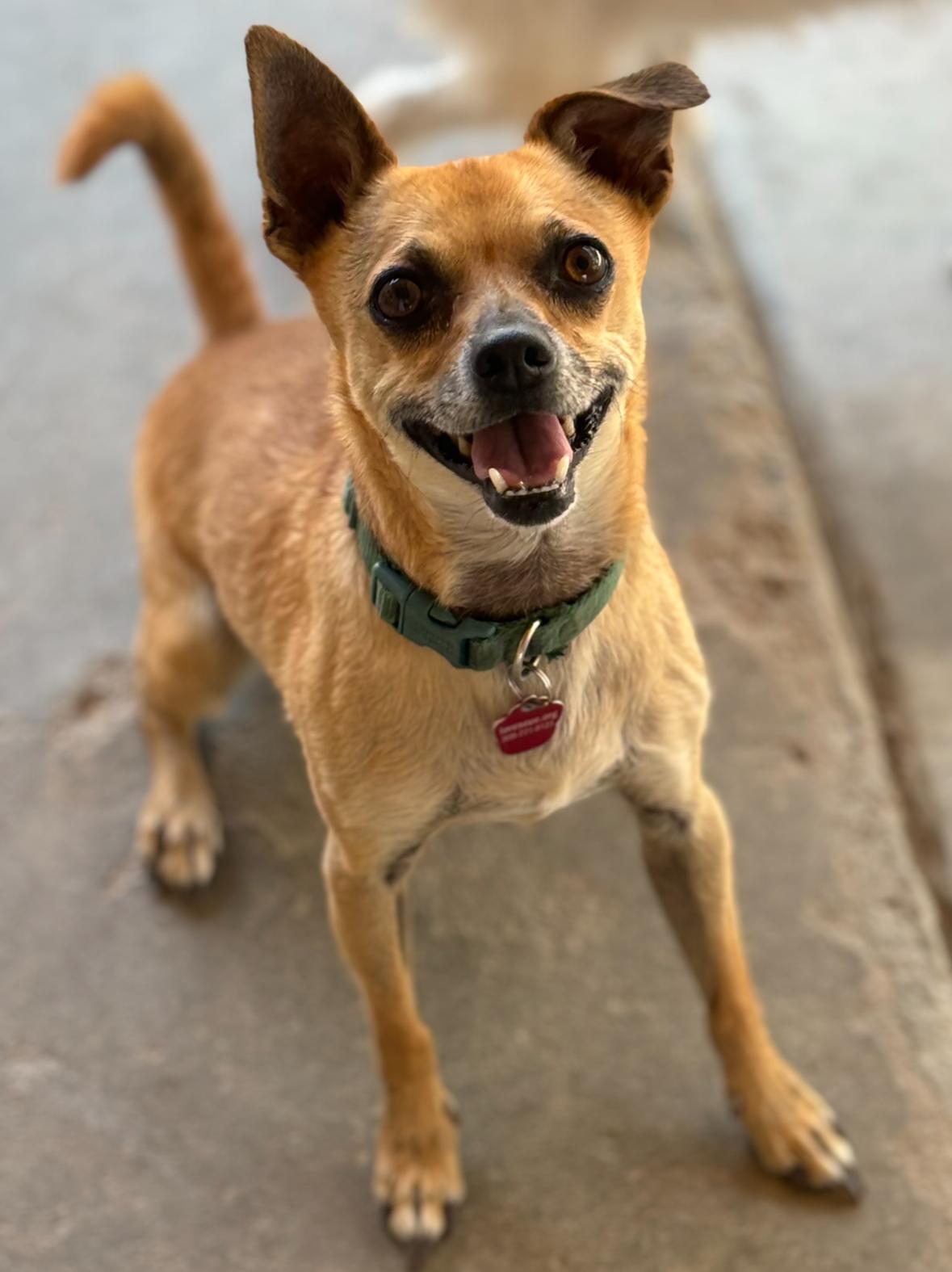 Lenny, Adoptable, Senior Male Chihuahua.