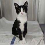 Enlarge Polo, a Adopted Domestic Short Hair in Santa Cruz, CA image 2/3