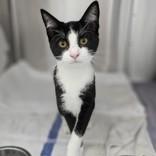 Enlarge Polo, a Adopted Domestic Short Hair in Santa Cruz, CA image 1/3
