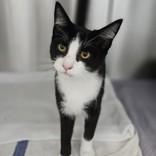 Enlarge Polo, a Adopted Domestic Short Hair in Santa Cruz, CA image 3/3