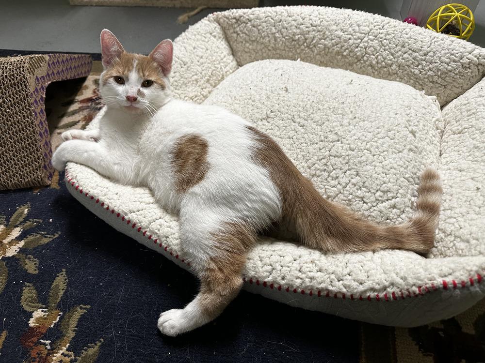 Mohatu, Adoptable, Adult Male Domestic Short Hair.