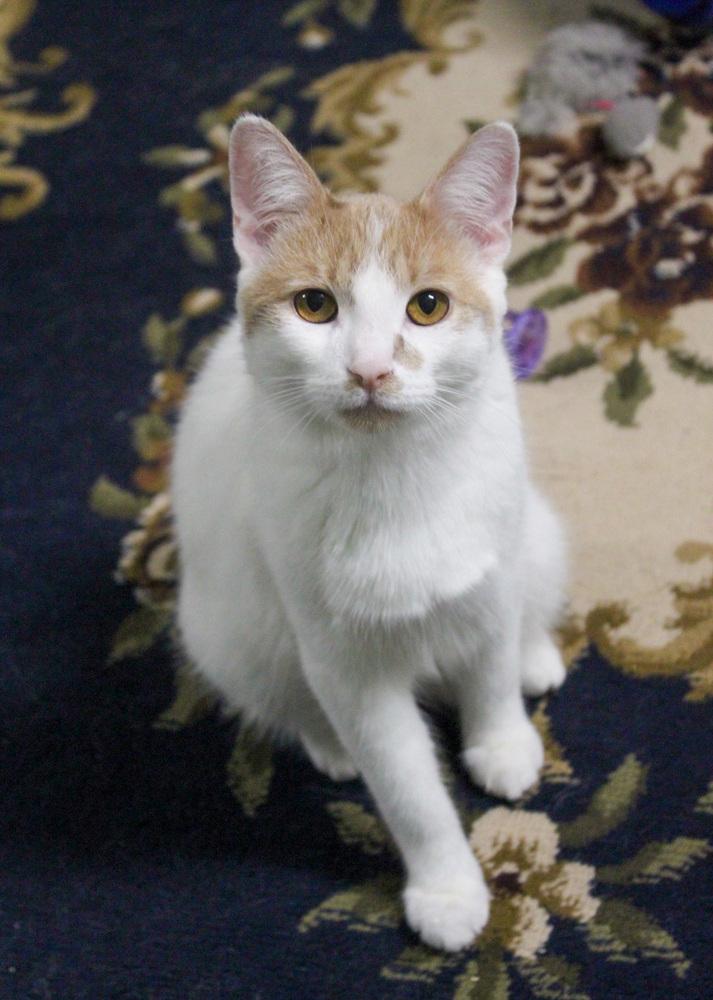 Enlarge Mohatu, a Adoptable Domestic Short Hair in Muskegon, MI image 2/6