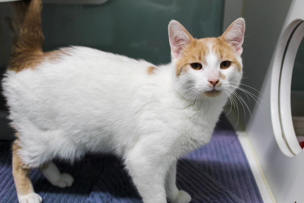 Enlarge Mohatu, a Adoptable Domestic Short Hair in Muskegon, MI image 3/6