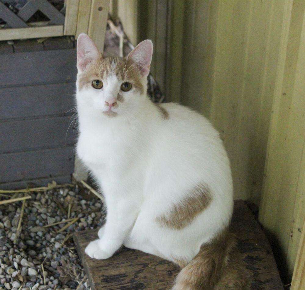 Enlarge Mohatu, a Adoptable Domestic Short Hair in Muskegon, MI image 4/6