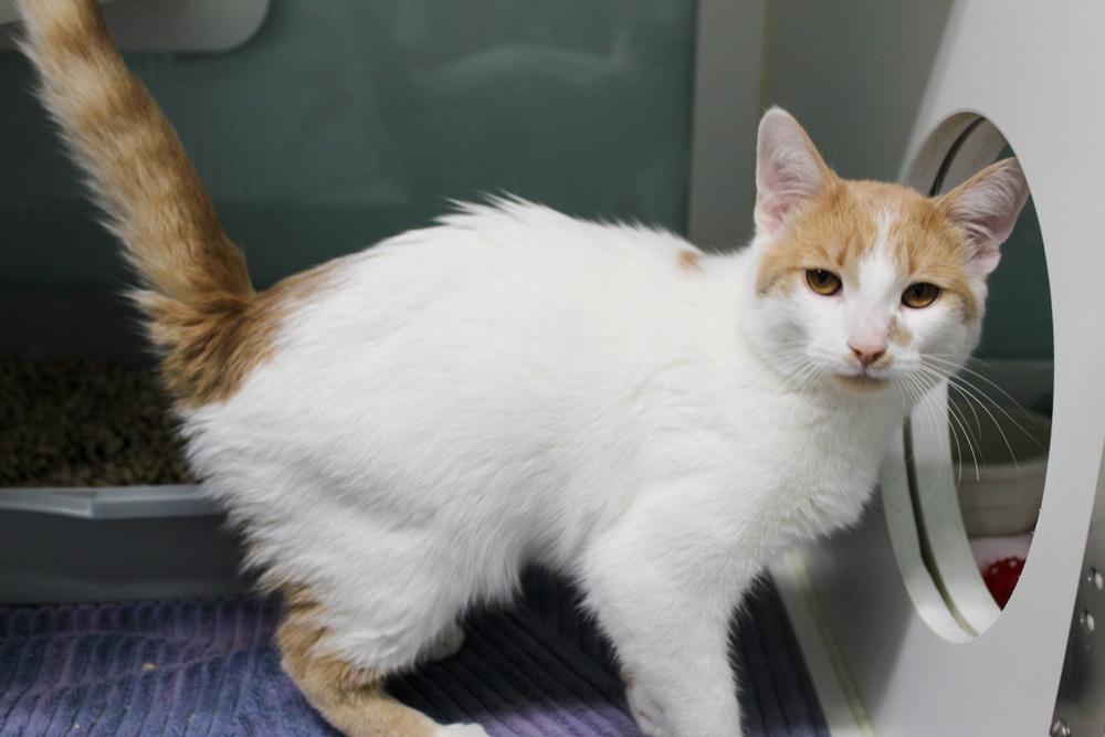 Enlarge Mohatu, a Adoptable Domestic Short Hair in Muskegon, MI image 5/6