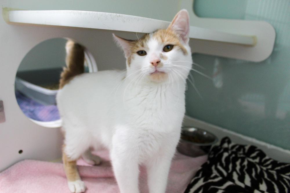 Enlarge Mohatu, a Adoptable Domestic Short Hair in Muskegon, MI image 6/6