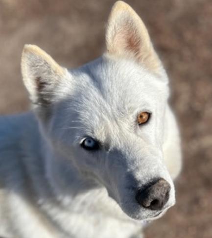 Kenai, a Adoptable mixed breed in Fort Collins, CO image 1/6