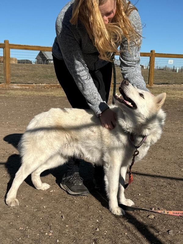 Kenai, a Adoptable mixed breed in Fort Collins, CO image 2/6