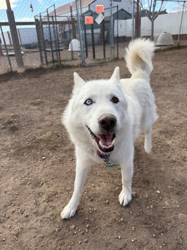 Kenai, a Adoptable mixed breed in Fort Collins, CO image 3/6