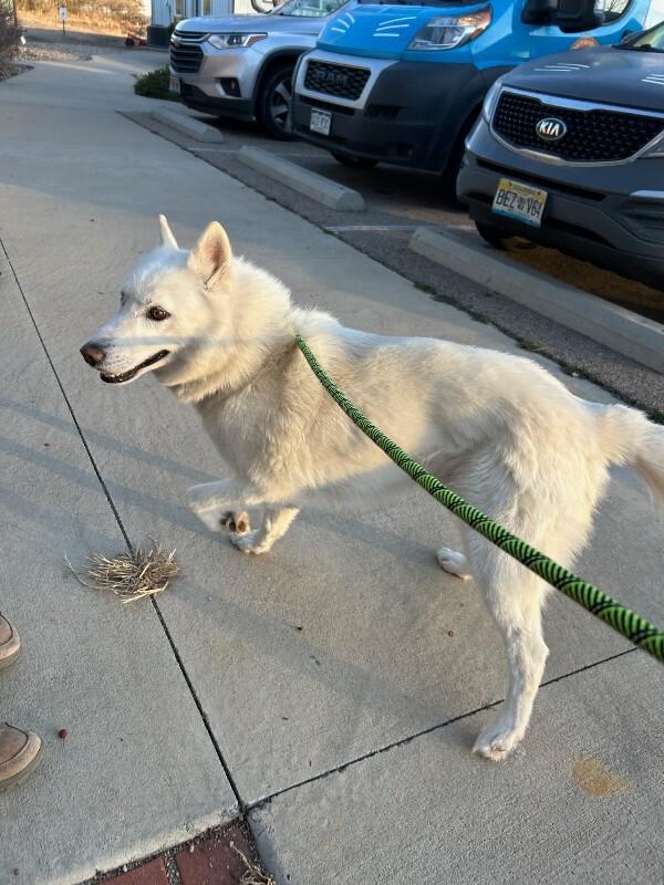 Kenai, a Adoptable mixed breed in Fort Collins, CO image 4/6