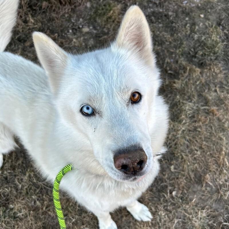 Kenai, a Adoptable mixed breed in Fort Collins, CO image 6/6