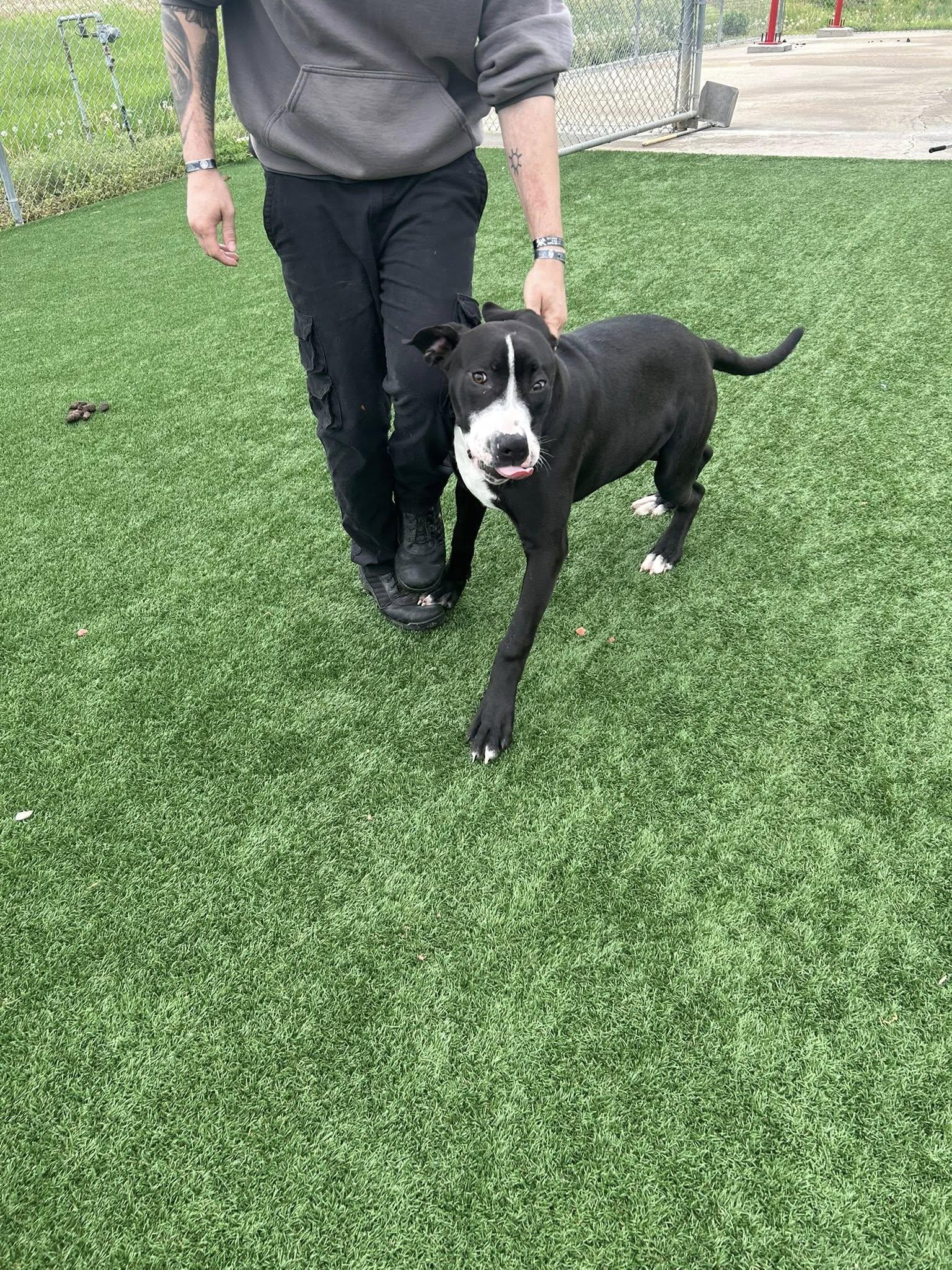 Enlarge Olaf, a Adoptable mixed breed in Harrisonville, MO image 1/1