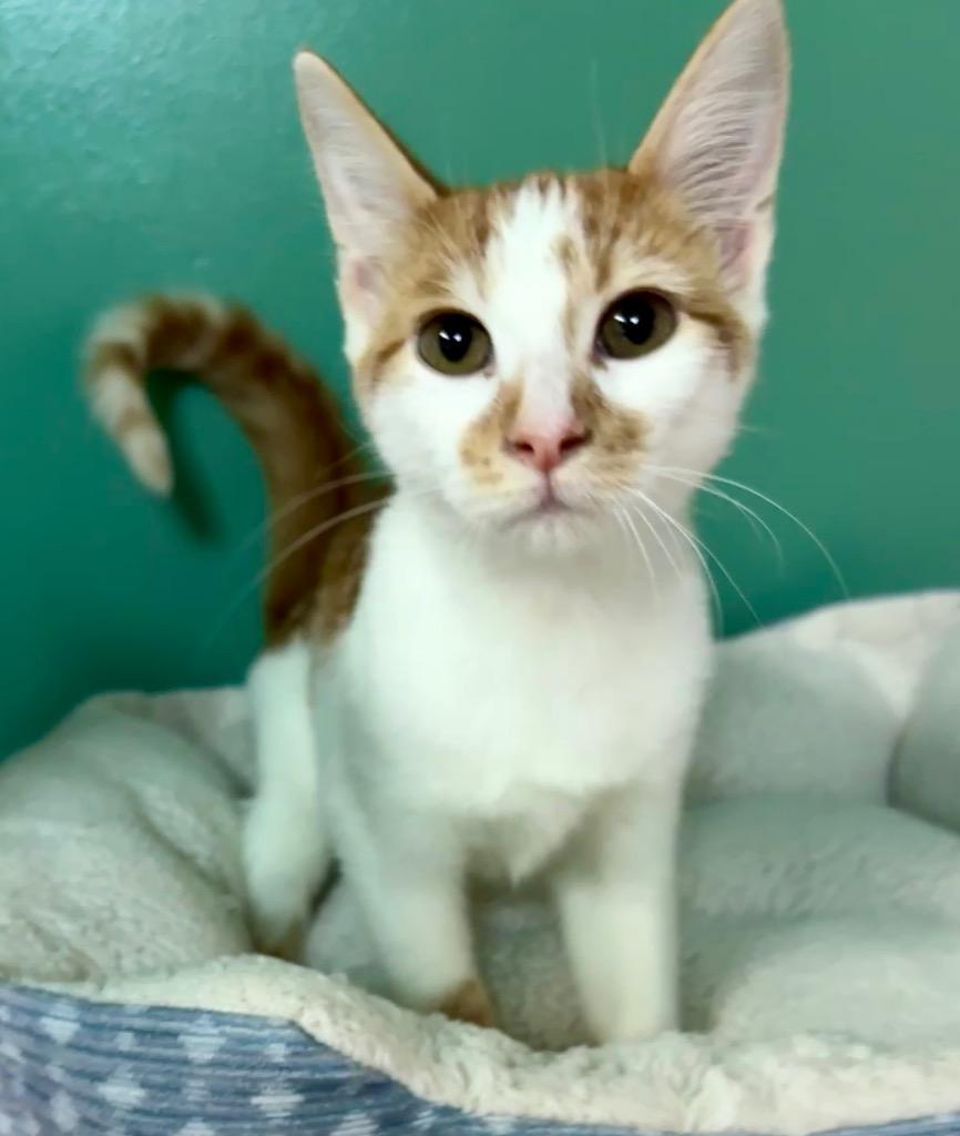 Cloud, Adoptable, Kitten Female Domestic Short Hair.