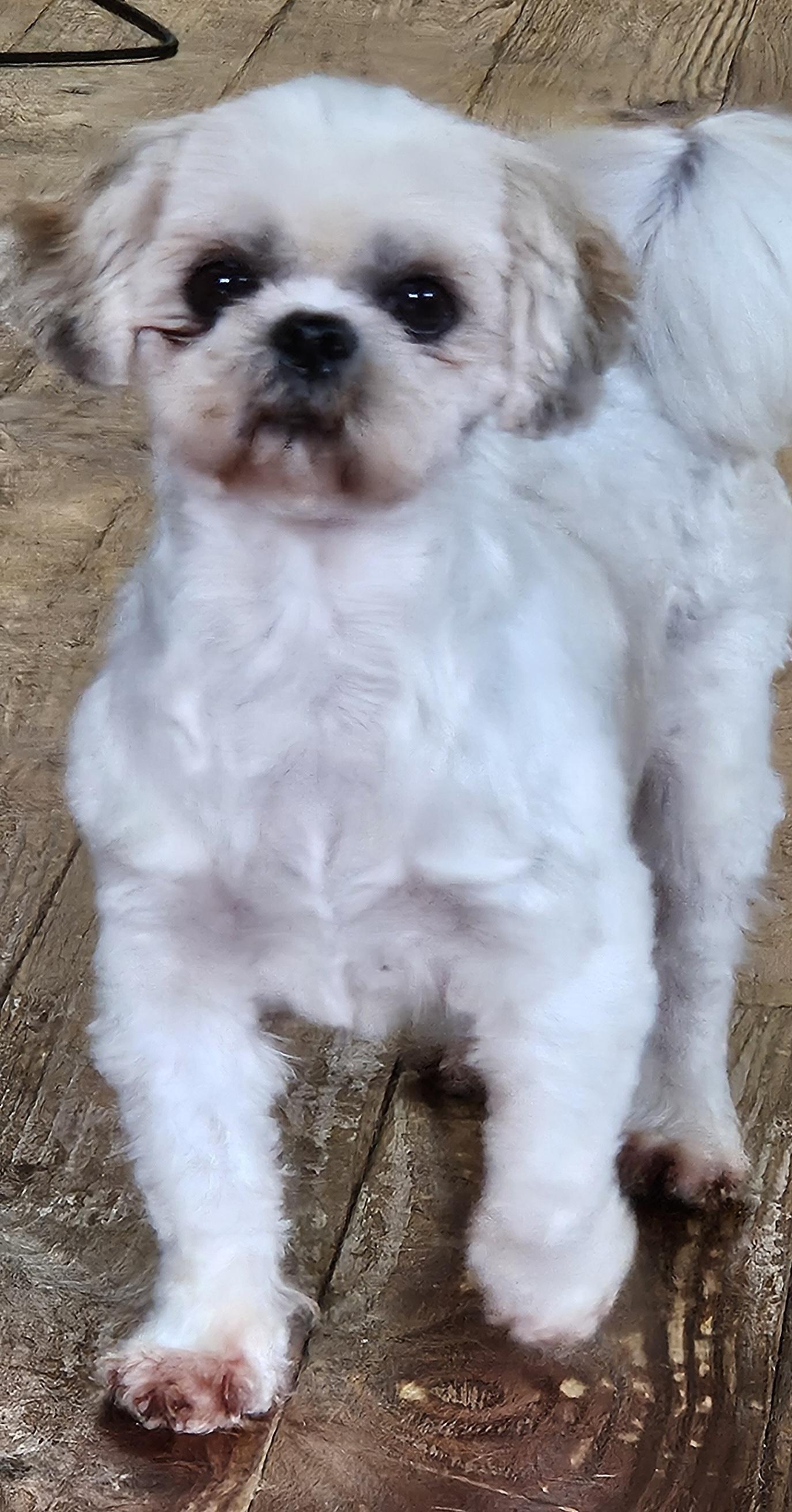 Enlarge Polly, a Adopted Shih Tzu in Martinsville, IN image 1/6