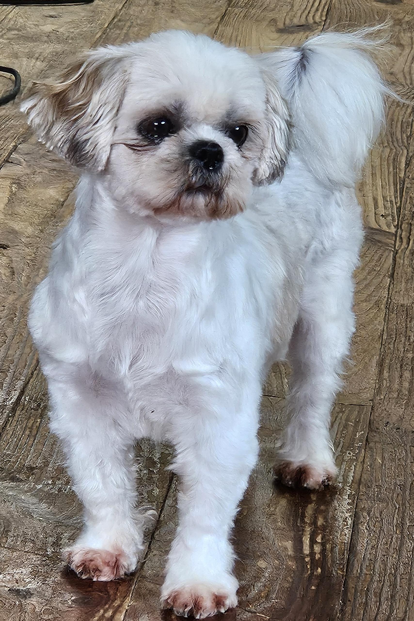Enlarge Polly, a Adopted Shih Tzu in Martinsville, IN image 4/6