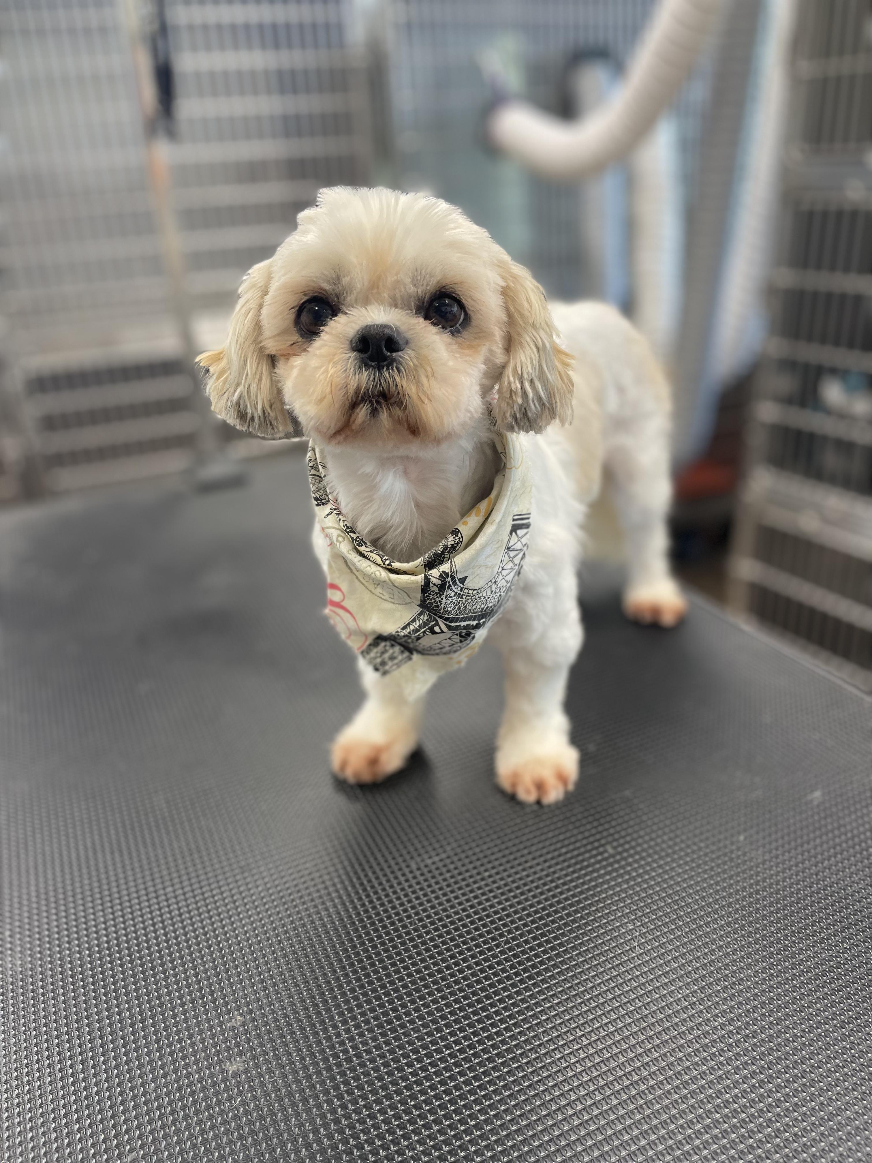 Enlarge Polly, a Adopted Shih Tzu in Martinsville, IN image 5/6