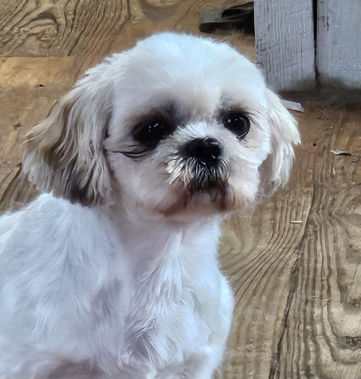 Enlarge Polly, a Adopted Shih Tzu in Martinsville, IN image 3/6
