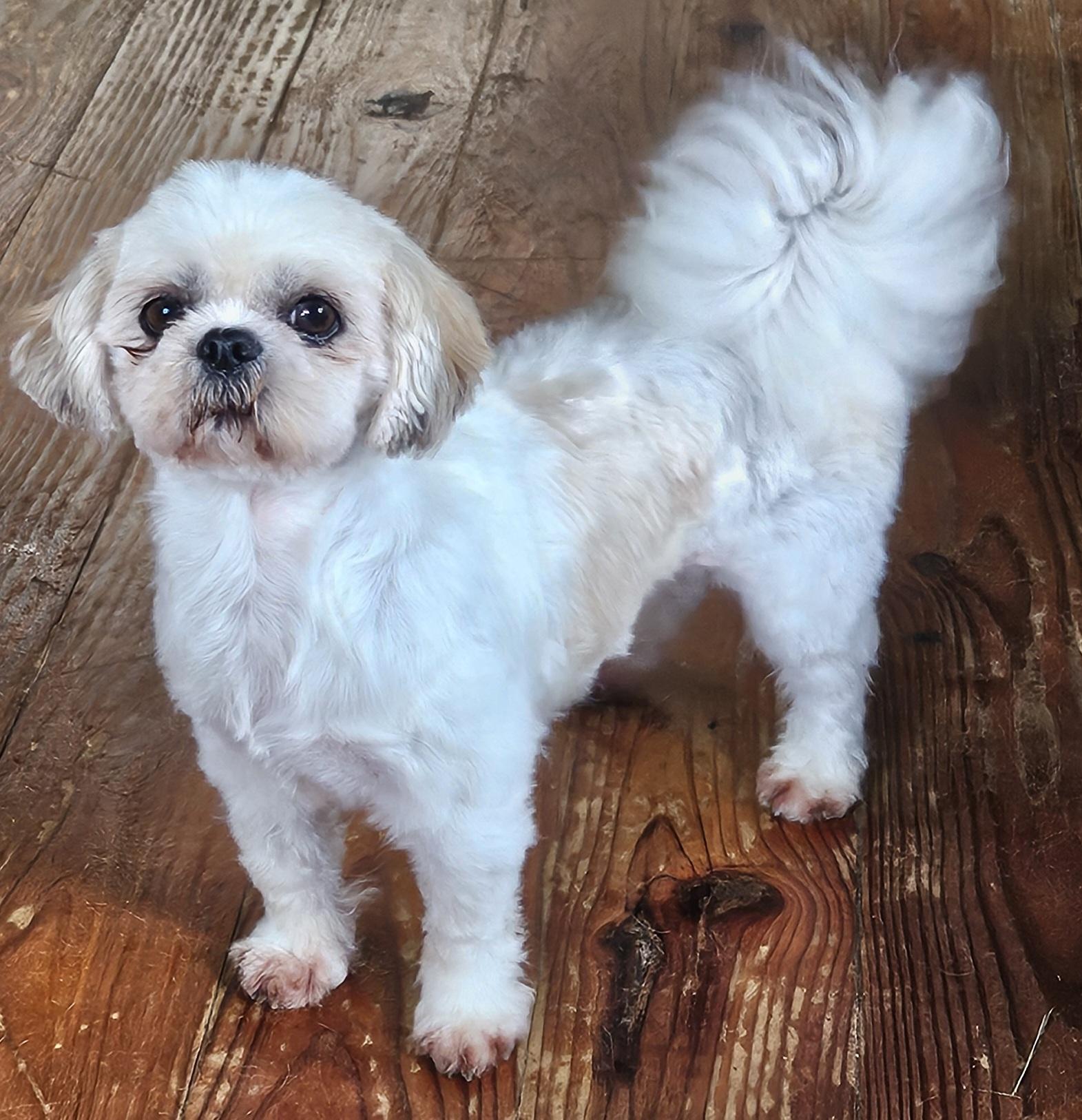 Enlarge Polly, a Adopted Shih Tzu in Martinsville, IN image 6/6