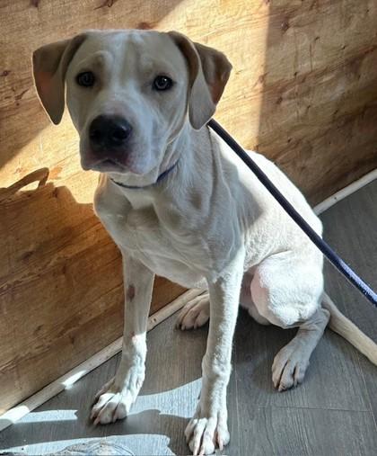 Enlarge Silo, a Adoptable mixed breed in West Memphis, AR image 1/1