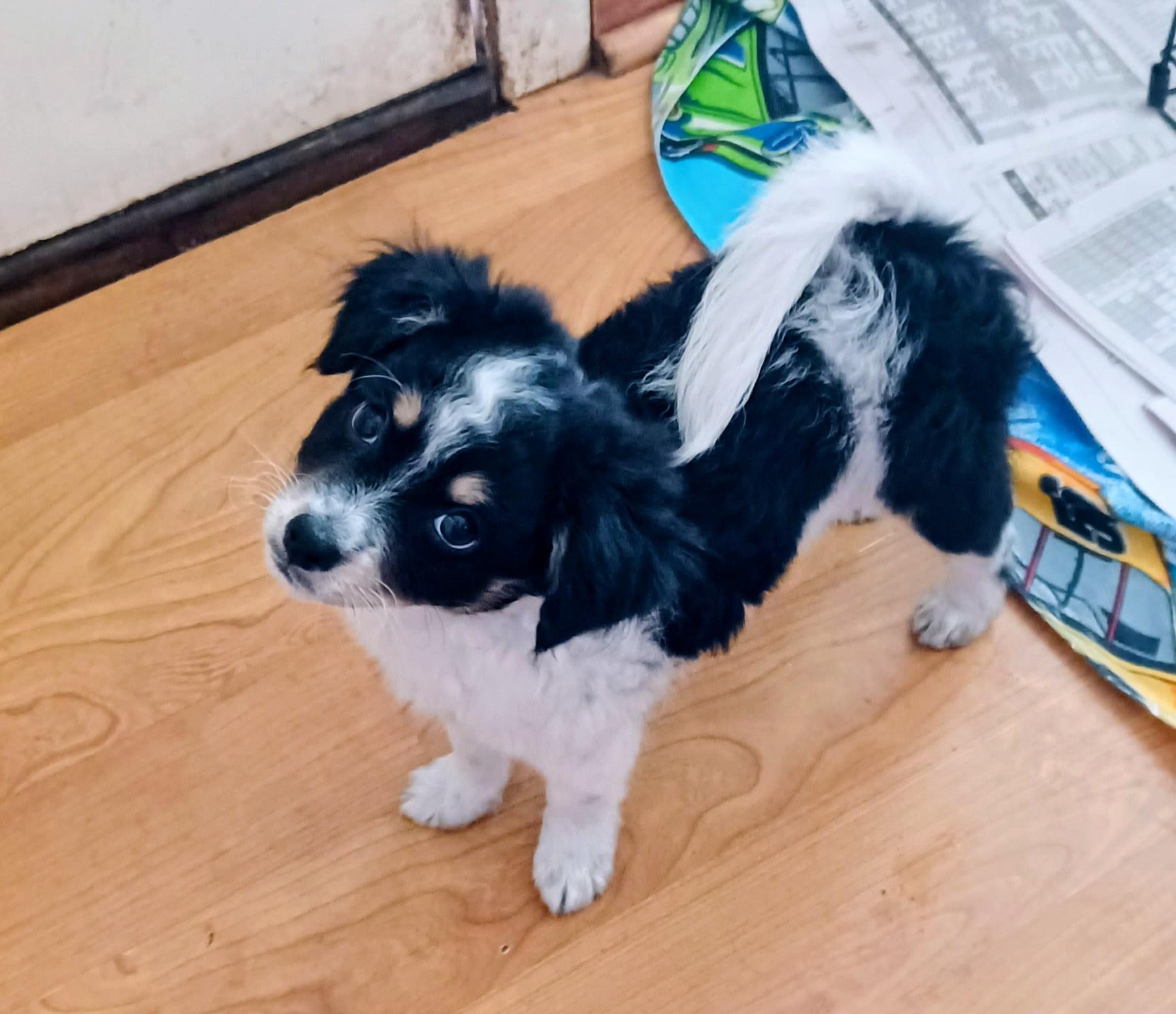 Zoey, adopted, Puppy Female Pomeranian & Mixed Breed.