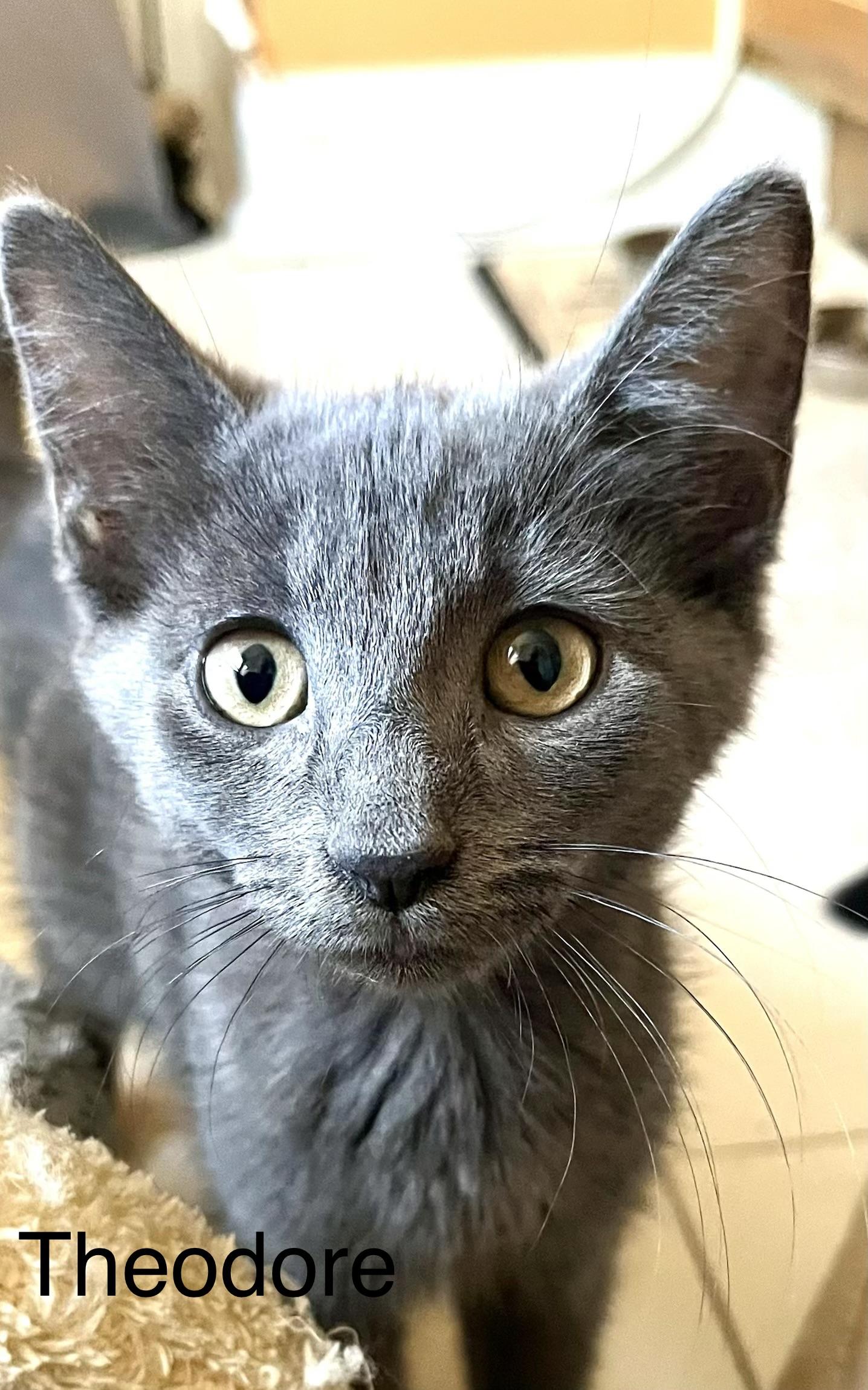 Enlarge Theodore, a Adoptable mixed breed in Annapolis, MD image 1/1