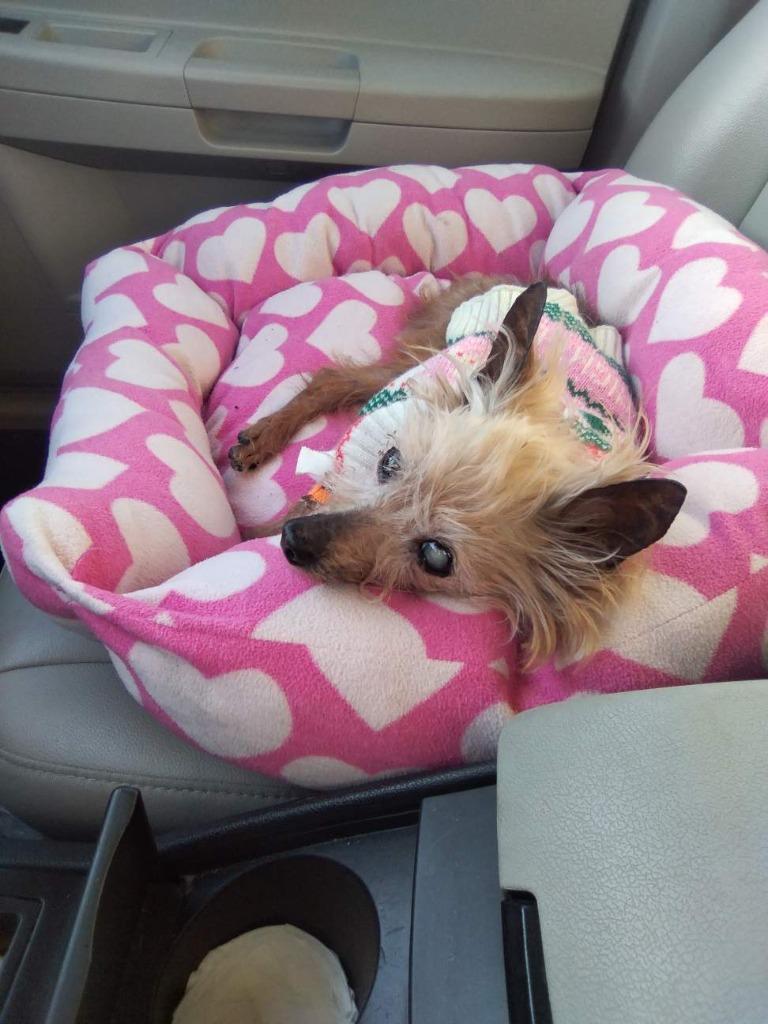 Mindy, Adoptable, Senior Female Yorkshire Terrier.