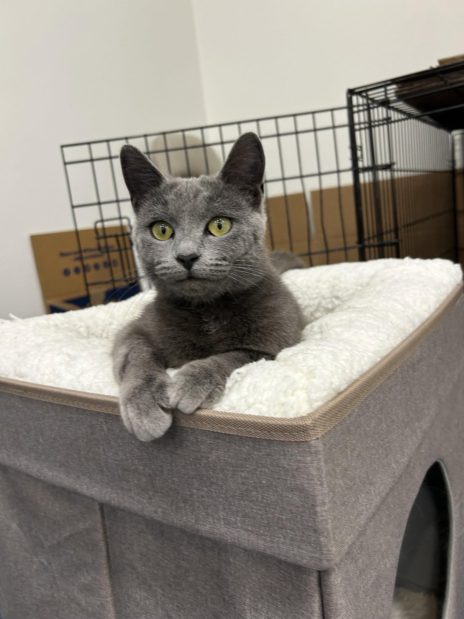Biscotti, adopted, Young Female Domestic Short Hair & Russian Blue.