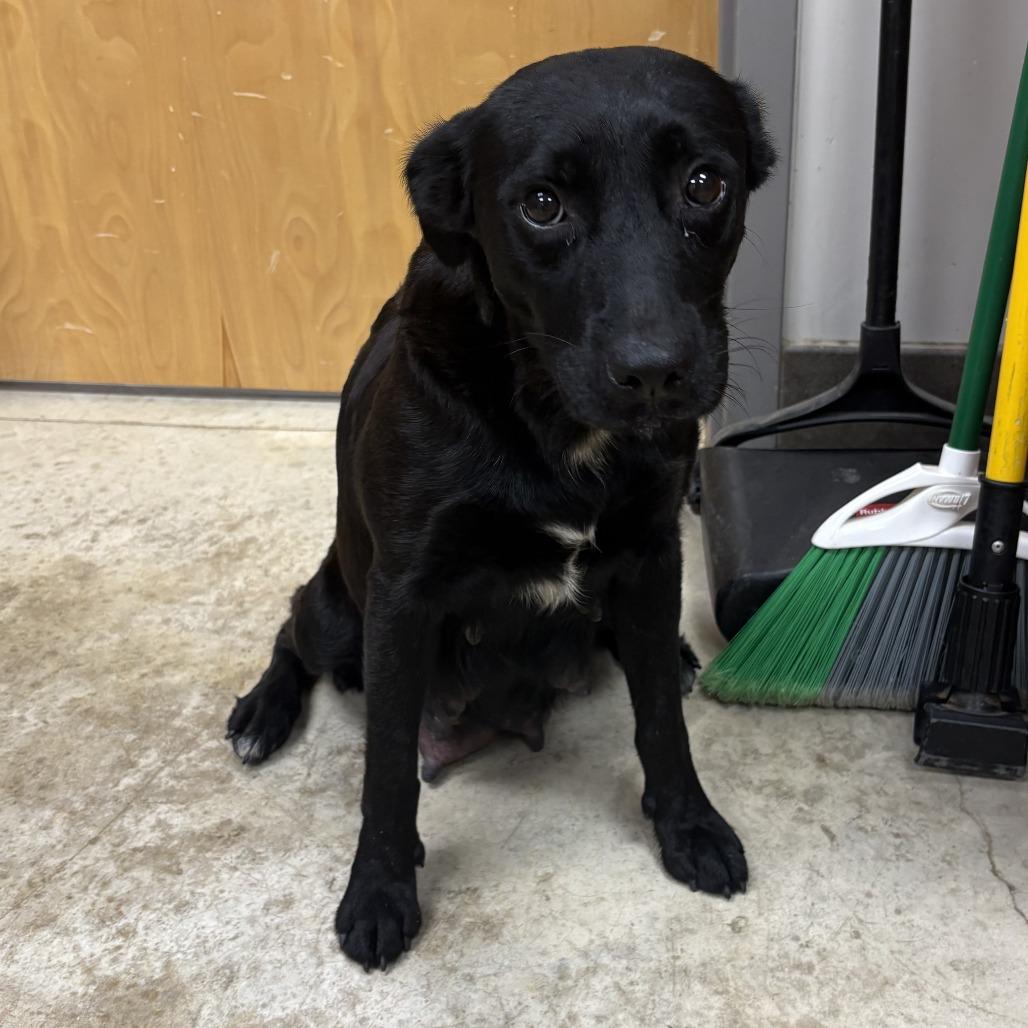 Enlarge BettyBoop-100201U, a Adoptable mixed breed in Tupelo, MS image 1/1