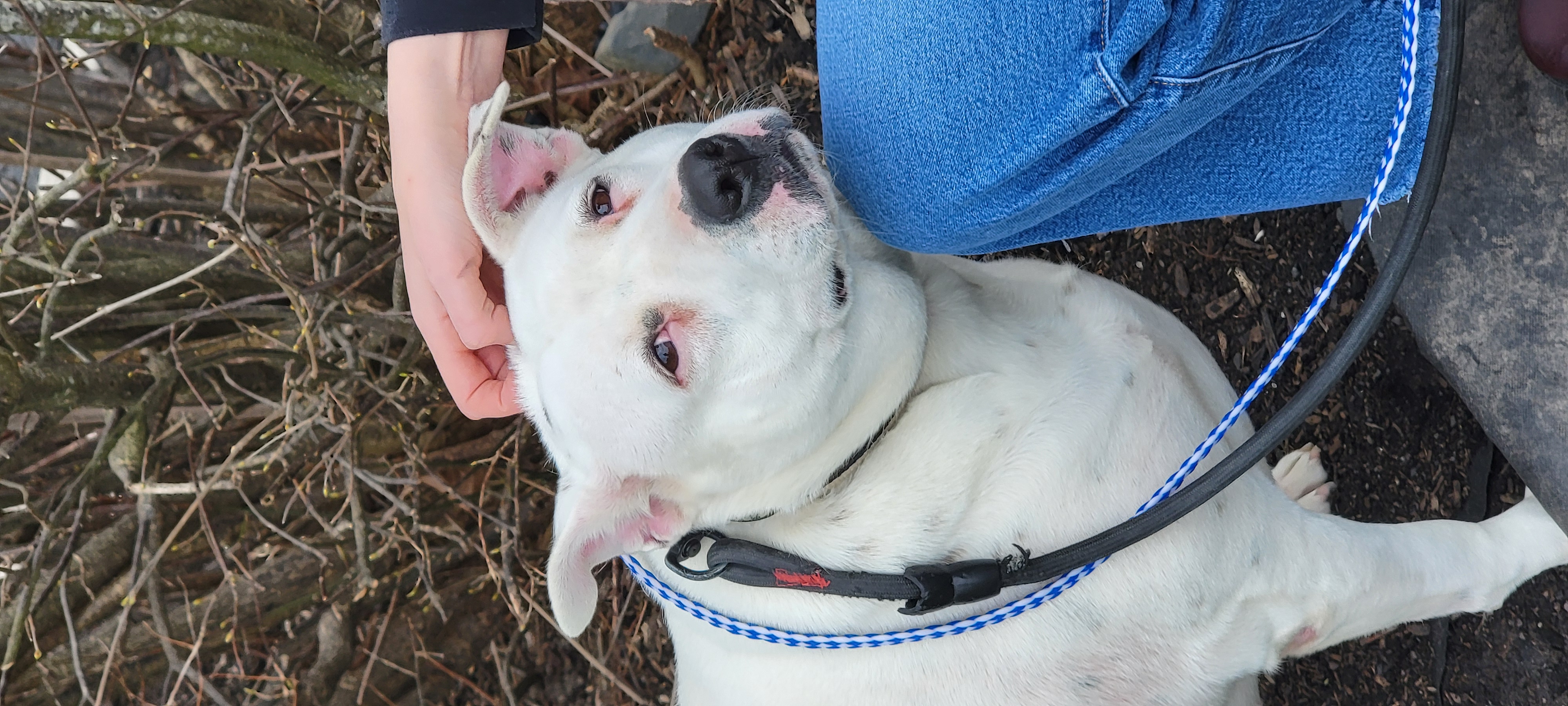 Susie, a Adoptable mixed breed in Lambertville, NJ image 5/7