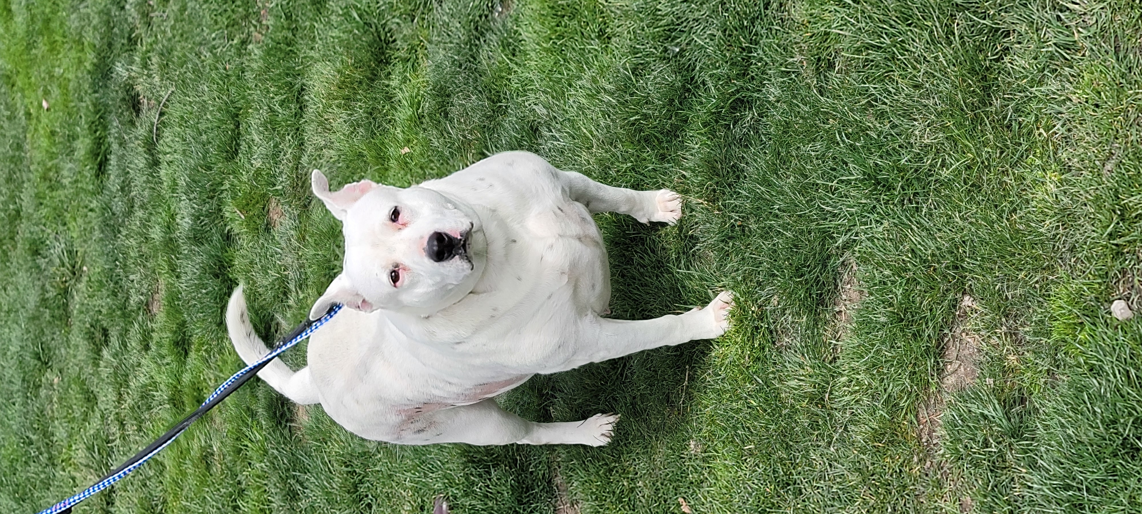 Susie, a Adoptable mixed breed in Lambertville, NJ image 6/7