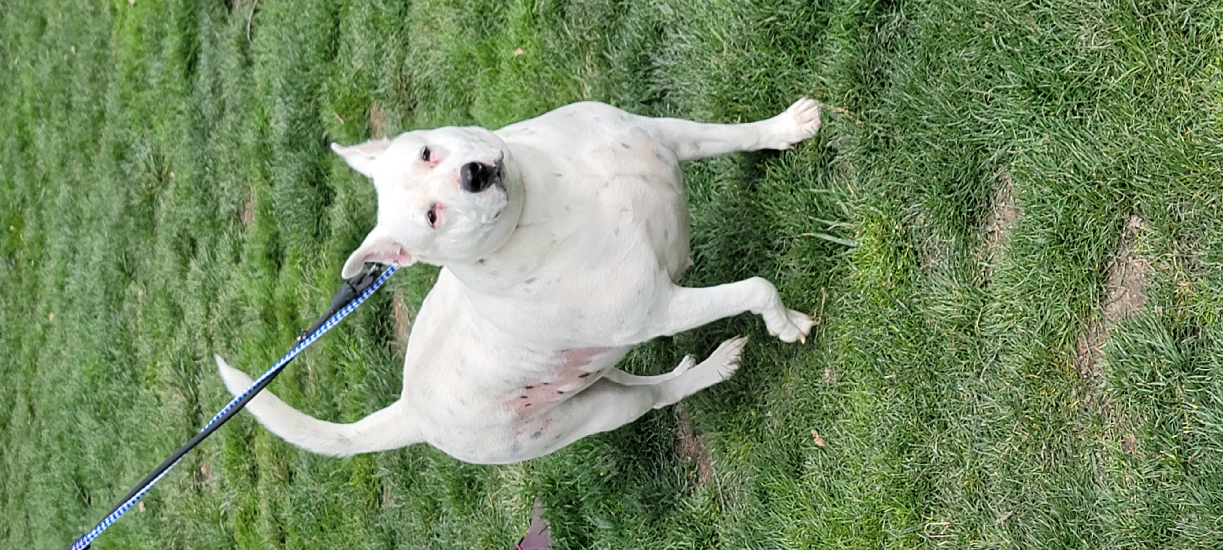 Susie, an adoptable Hound in Lambertville, NJ, 08530 | Photo Image 4