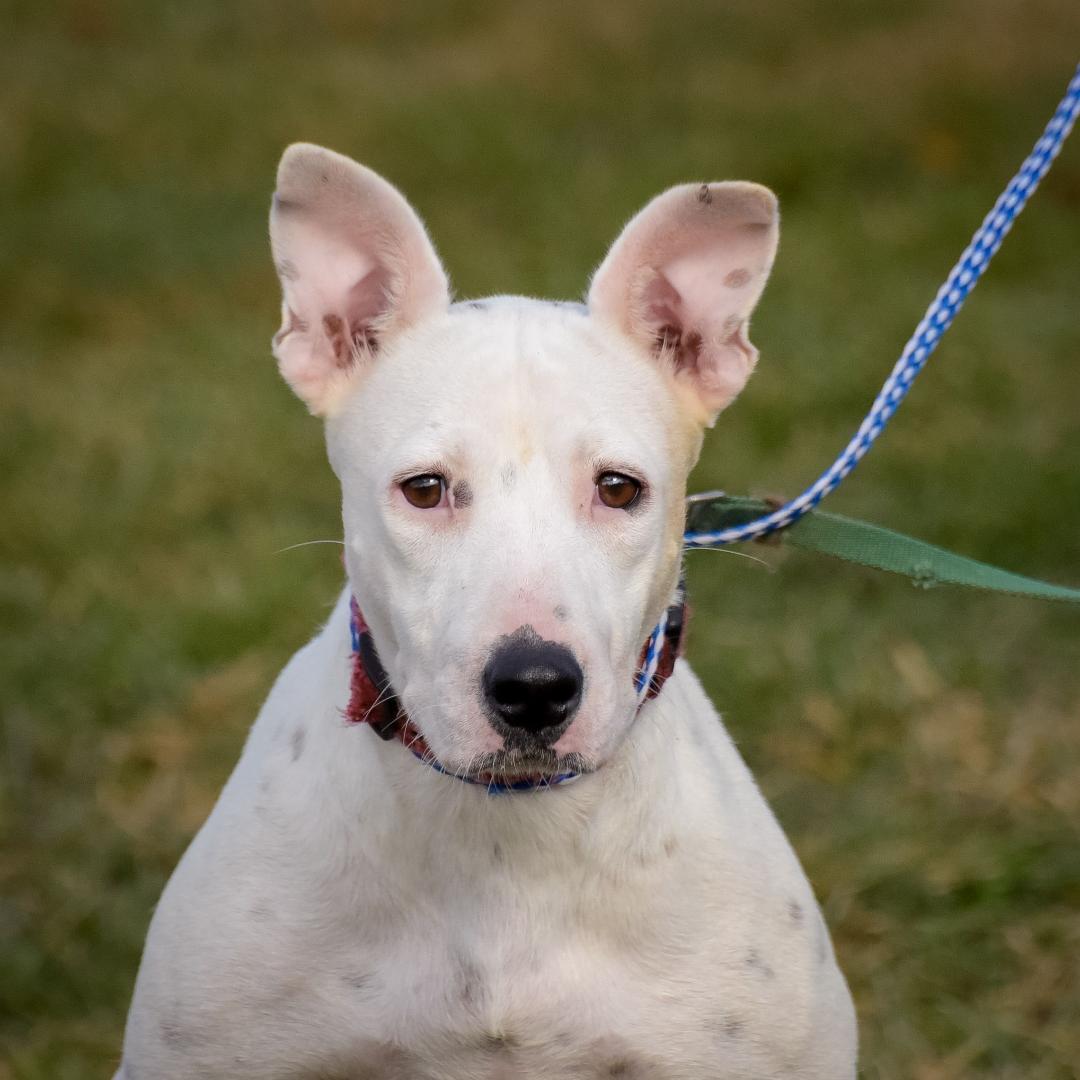 Susie, a Adoptable mixed breed in Lambertville, NJ image 1/7