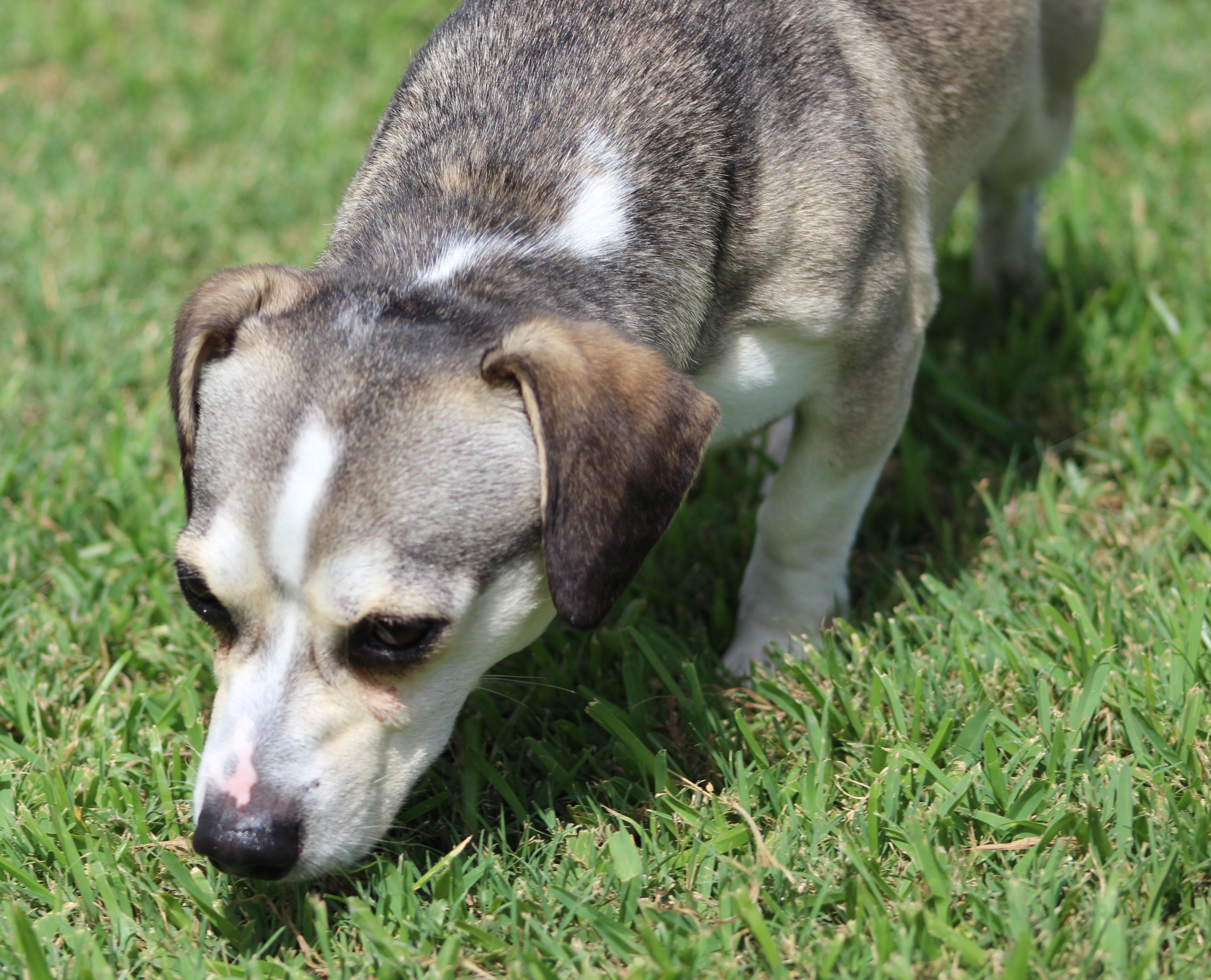 Enlarge Hunter, a ADOPTABLE mixed breed in Temple, TX image 5/5