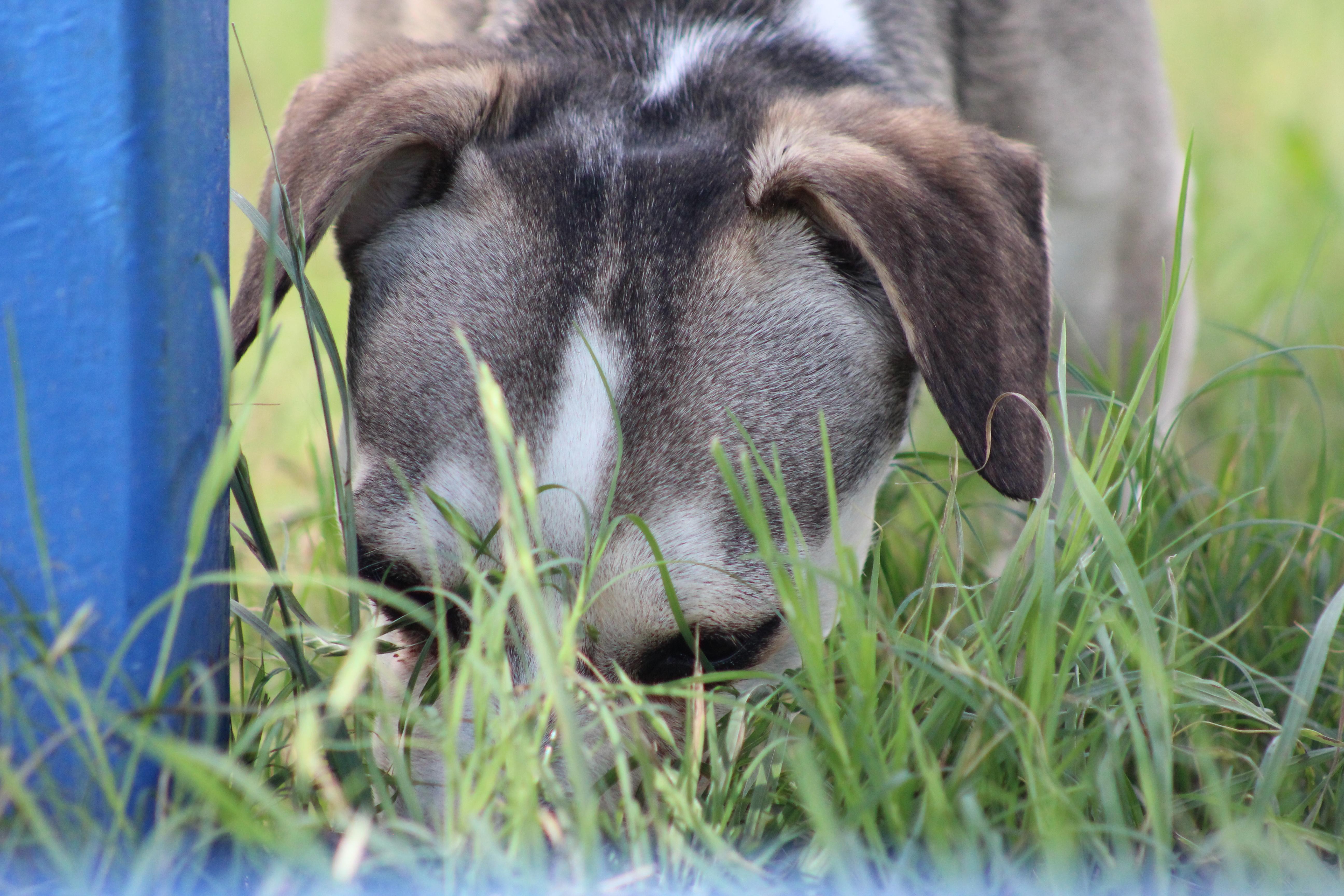Enlarge Hunter, a ADOPTABLE mixed breed in Temple, TX image 4/5