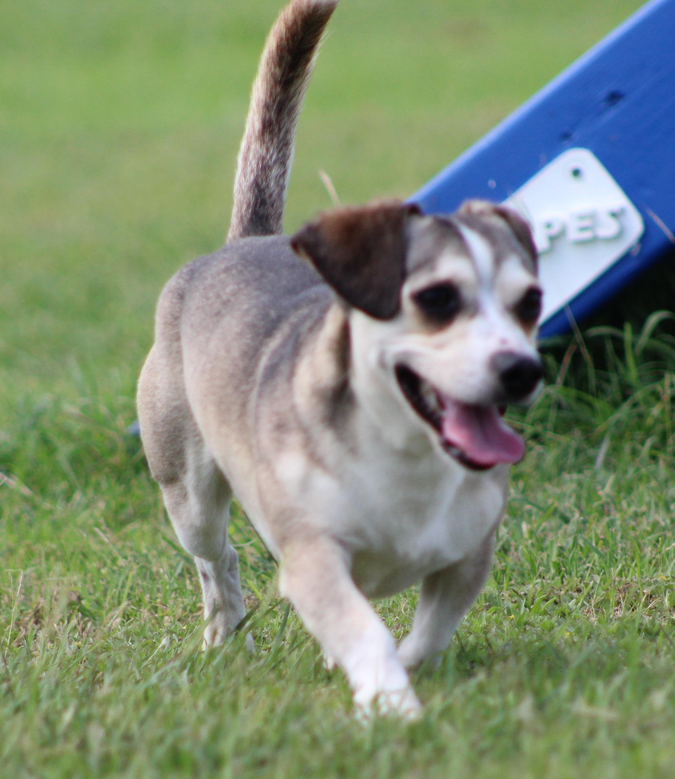 Hunter, ADOPTABLE, Adult Male Dachshund & Beagle.