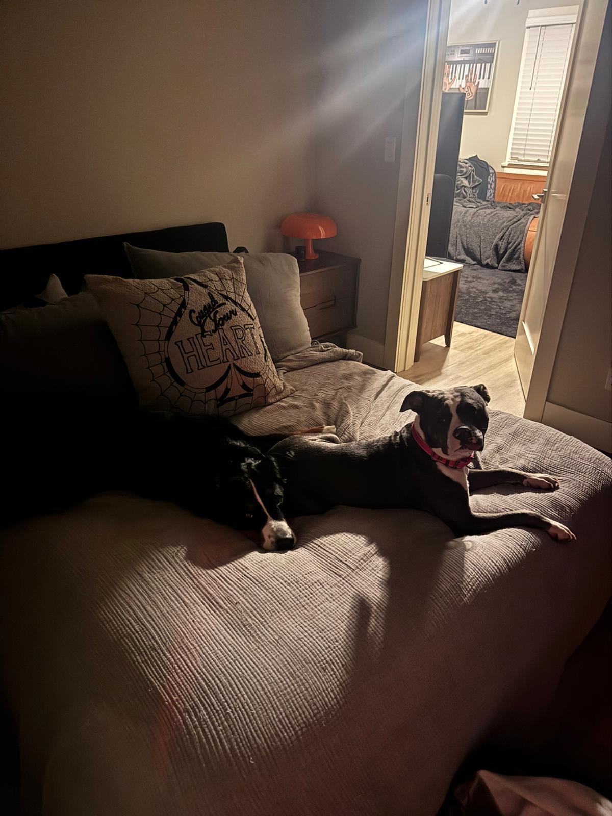 Enlarge Mama Jingle, a ADOPTABLE Pit Bull Terrier in San Diego, CA image 4/6