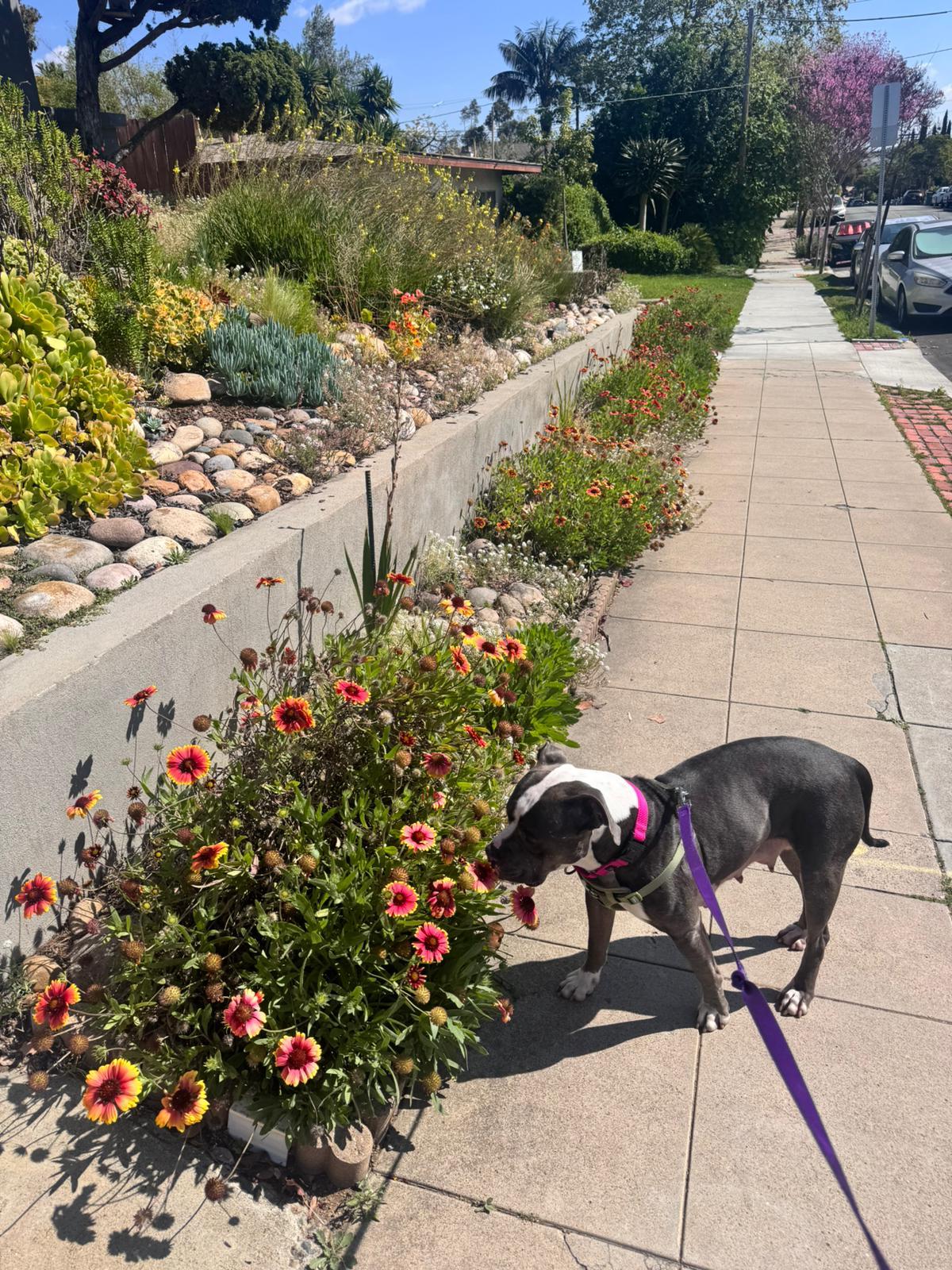 Enlarge Mama Jingle, a ADOPTABLE Pit Bull Terrier in San Diego, CA image 2/6