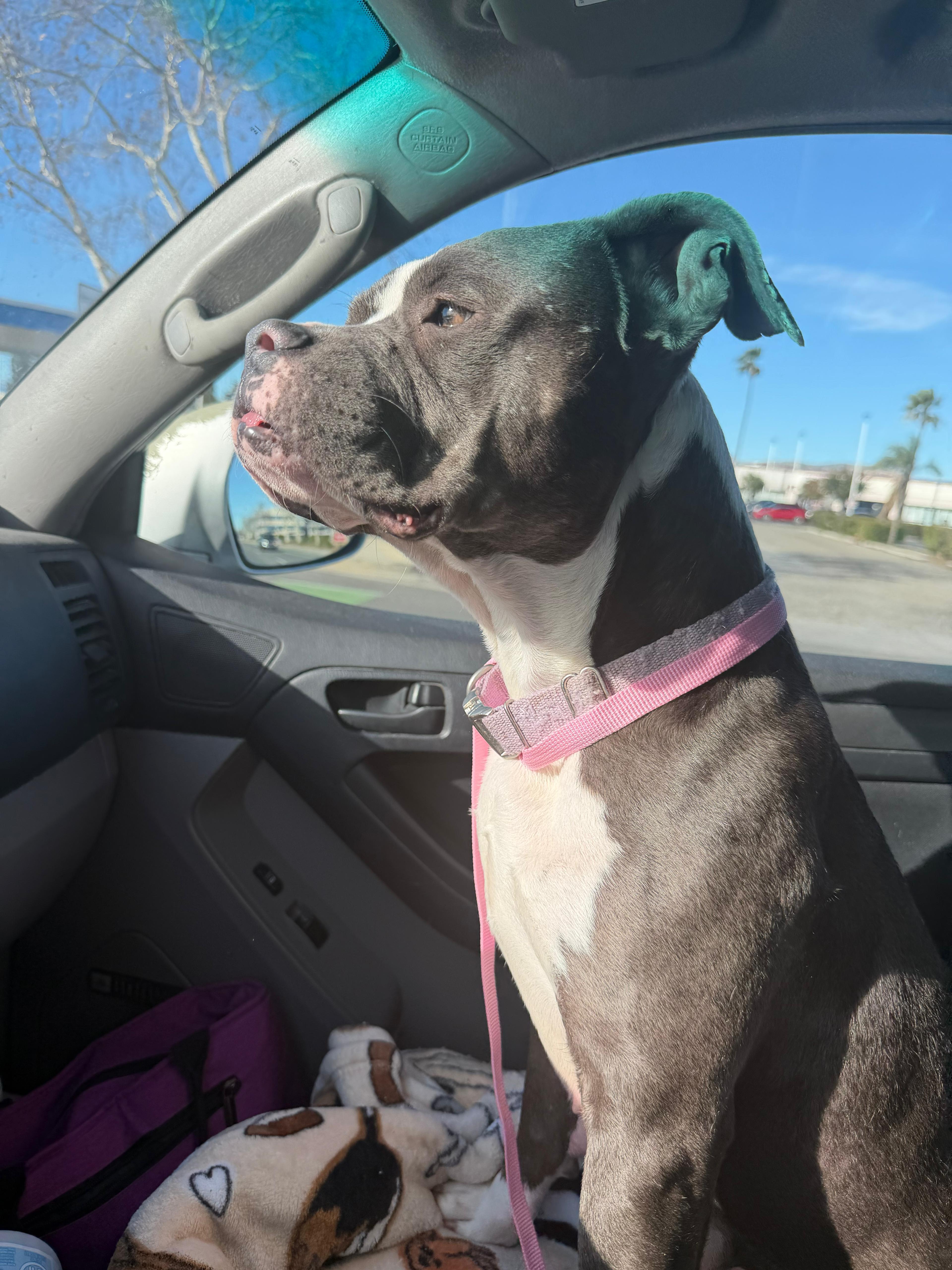 Enlarge Mama Jingle, a ADOPTABLE Pit Bull Terrier in San Diego, CA image 6/6