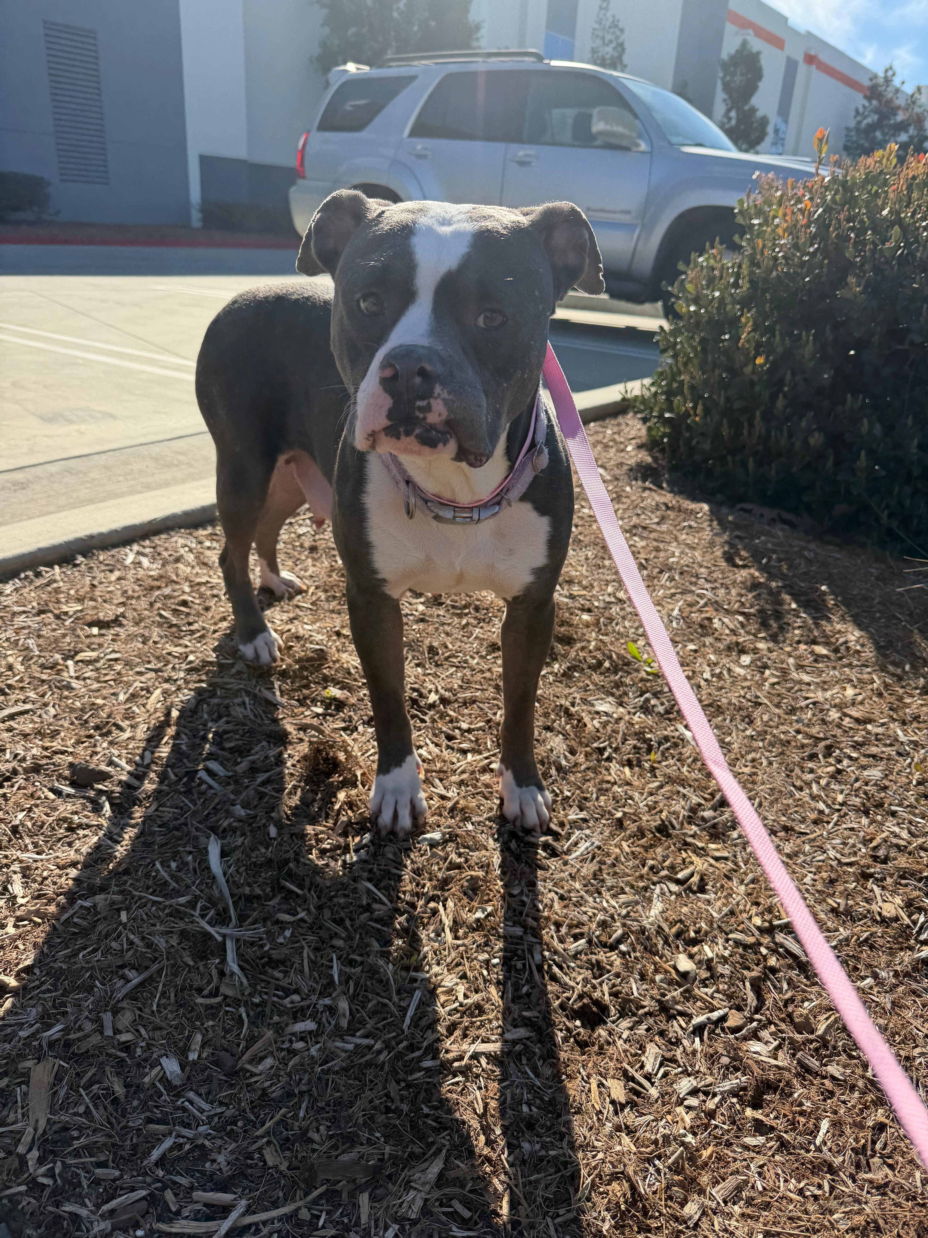 Enlarge Mama Jingle, a ADOPTABLE Pit Bull Terrier in San Diego, CA image 5/6