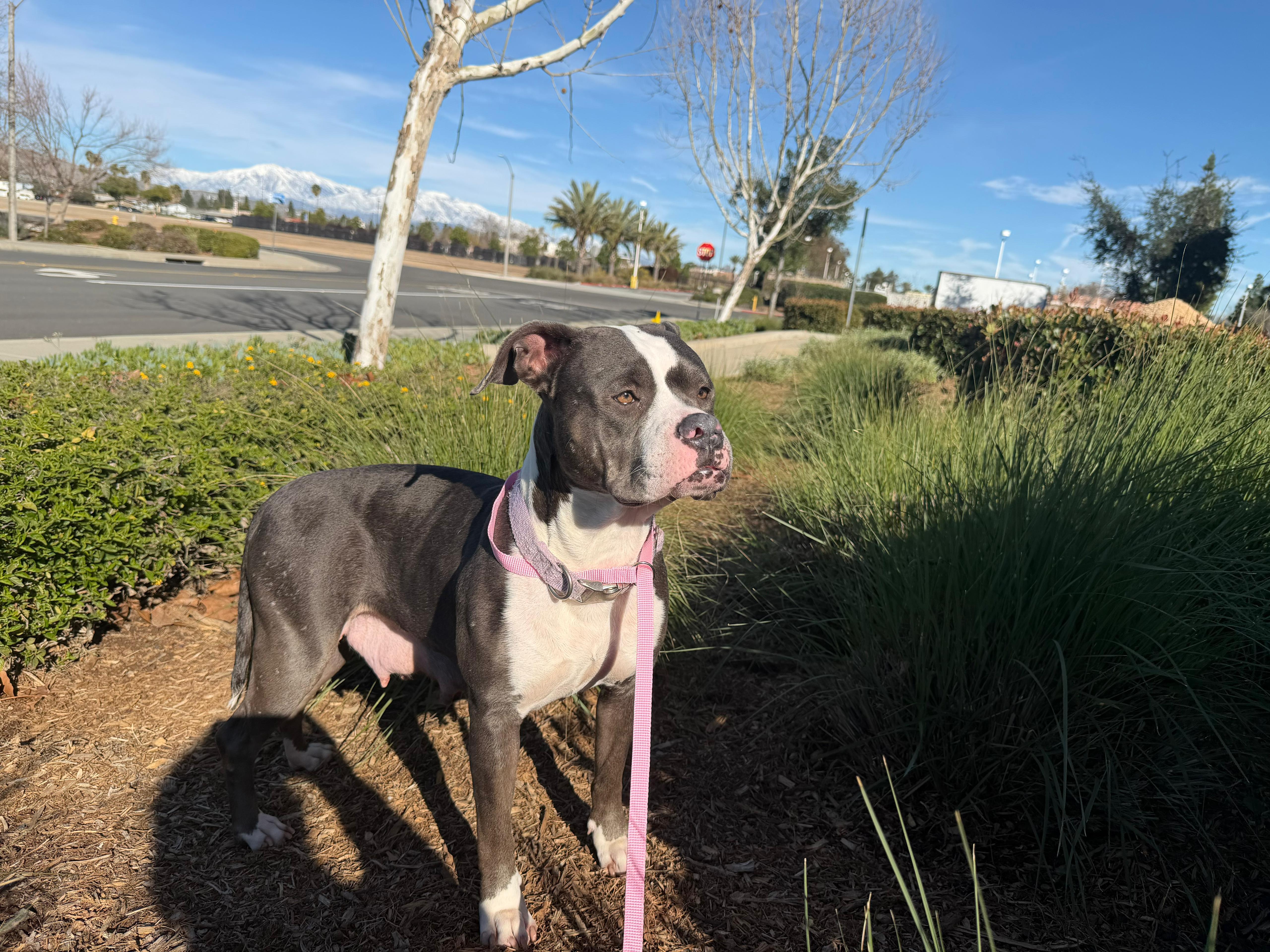 Enlarge Mama Jingle, a ADOPTABLE Pit Bull Terrier in San Diego, CA image 1/6