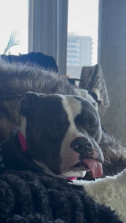 Enlarge Mama Jingle, a ADOPTABLE Pit Bull Terrier in San Diego, CA video 3/6