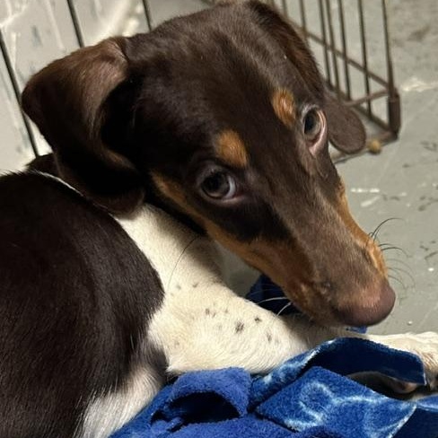 Enlarge Basalt, a Adoptable Miniature Dachshund in Omaha, NE image 4/4