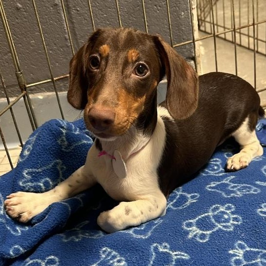 Basalt, Adoptable, Puppy Male Miniature Dachshund.