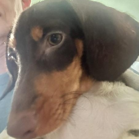 Enlarge Basalt, a Adoptable Miniature Dachshund in Omaha, NE image 3/4
