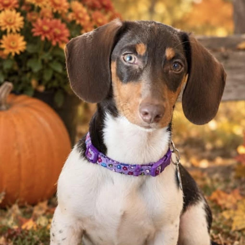 Enlarge Basalt, a Adopted Miniature Dachshund in Omaha, NE image 2/4