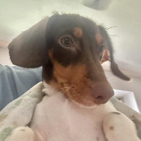 Enlarge Basalt, a Adoptable Miniature Dachshund in Omaha, NE image 2/4